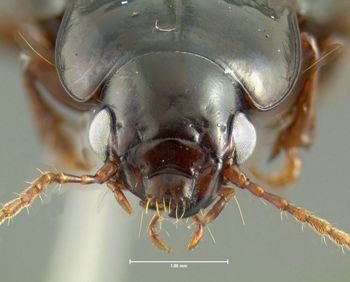 Media type: image;   Entomology 614255 Aspect: head frontal view